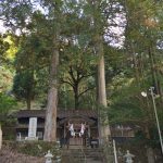 水上村指定天然記念物「白水神社境内にある桧」